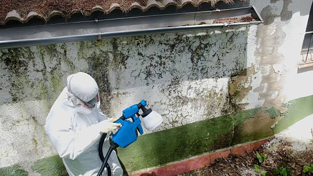 Top rated local Mold Inspection And Testing specialists in Ellsworth, MI